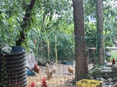 -老袁家蜜桃农场·阳山水蜜桃