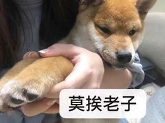 -逗柴咖啡屋·狗咖猫咖宠物桌游