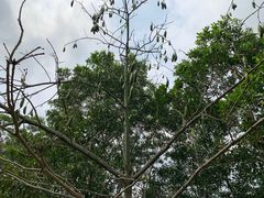 -呀诺达热带雨林