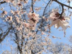 -桃花堤公园