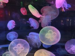 -太平洋海底世界