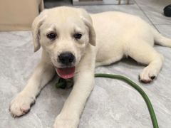 -瑞鹏宠物医院·普外科·影像科·皮肤科(城市山谷分院)