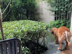 -上海崇明金茂凯悦酒店