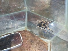 -上海大自然野生昆虫馆(东方明珠·爬宠昆虫探索中心)