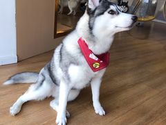 -Husky Go! 哈士奇体验馆·宠物咖啡厅狗咖