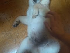 -艾贝尔宠物医院 ·内科全科(梁溪路店)