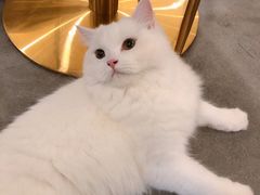 -飞行喵MR PILOT|猫舍·猫咖(静安大融城店)