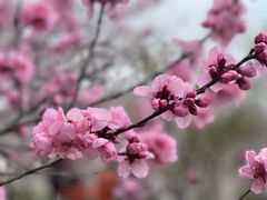 -上海辰山植物园
