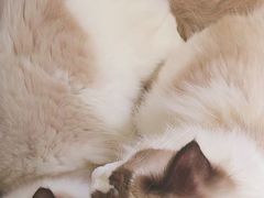 -猫宠乐园·专业洗护