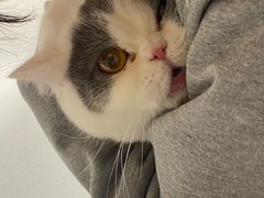 -瑞鹏宠物医院·超声·骨科·奇麟分院(蜀都万达店)