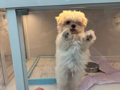 -翊宠yipet猫狗购宠庄园犬舍•猫舍