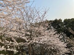 -南山植物园
