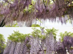 -嘉定紫藤园