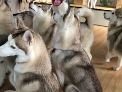 -Husky Go! 哈士奇体验馆·宠物咖啡厅狗咖