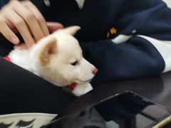 -逗柴咖啡屋·狗咖猫咖宠物桌游