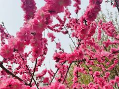 -桃花堤公园