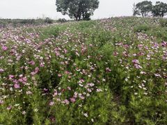 -西京湾花海