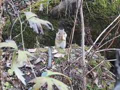 -五营红松林海景区