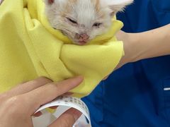 -荔康动物医院(康王北路店)