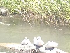 -桐乡凤凰湖