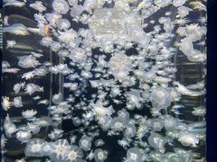 -太平洋海底世界