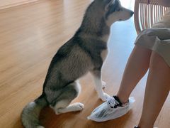 -Husky Go! 哈士奇体验馆·宠物咖啡厅狗咖