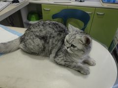 -佳怡动物医院·平价24小时·猫专科骨外科