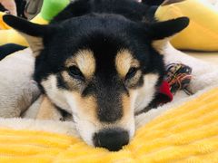-逗柴咖啡屋·狗咖猫咖宠物桌游
