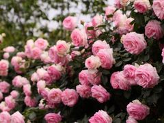 -漫花庄园