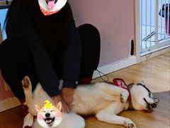 -Husky Go! 哈士奇体验馆·宠物咖啡厅狗咖