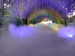 -大塘金香草谷