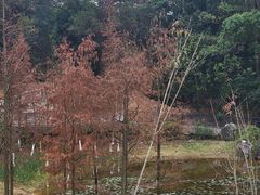 -广西壮族自治区药用植物园