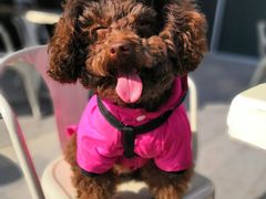 -宠物星动物医院·眼科·异宠·猫科(江南大道总院)