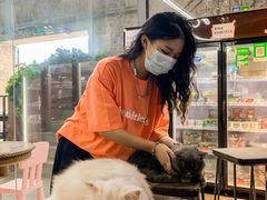 -more than meow吴止猫主题餐厅(承德 中船汇店)