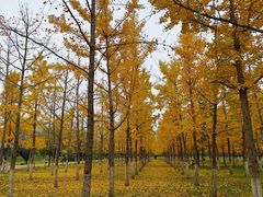 -汉长安城未央宫国家考古遗址公园