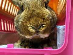 -爱侣宠医·鹦鹉专科·小型哺乳类·异宠专科(灵石路店)