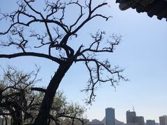-莲花池公园
