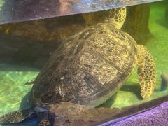 -萌宠奇缘(荣鼎店)