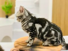 -COLOR PETS 撸猫馆·购猫·猫咖(长风大悦城店)
