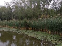 -武清南湖绿博园