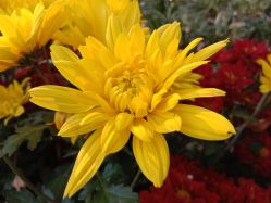 -UP&UP·半永久眉毛眼线机器野生眉