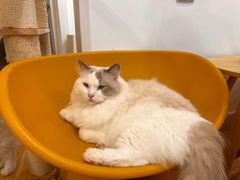 -有喵·猫咖·狗咖·40+猫狗有小奶狗(岗厦店)