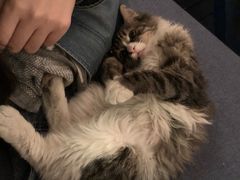 -Sirena海妖日咖夜酒