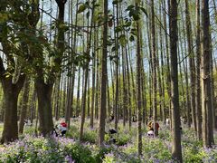 -上海共青森林公园