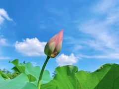 -厦门园林博览苑