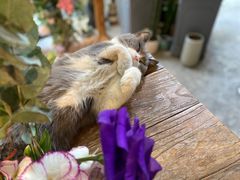 -花十悦·鲜花咖啡餐厅(振业城一期店)