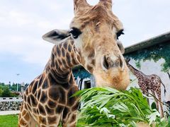 -贵州森林野生动物园