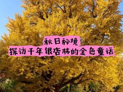 -遵化市禅林寺古银杏风景园