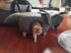 -欣宠猫屋·矮脚拿破仑·蓝金金渐层