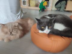 -楼上猫咖(罗湖店)